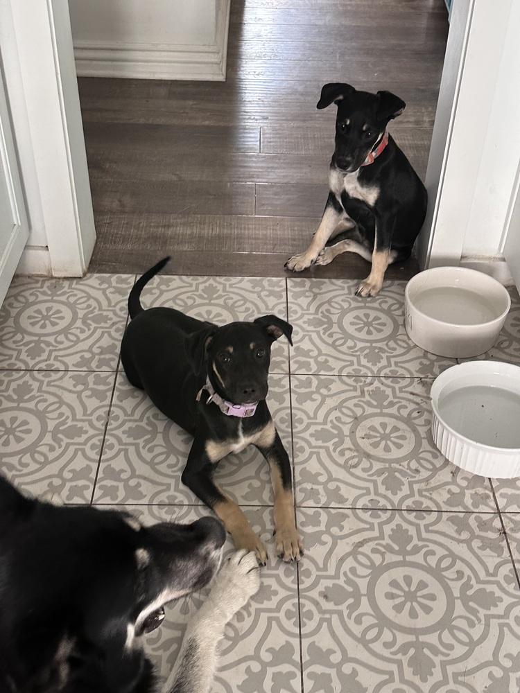 Amira Rose, Adoptable, Puppy Female Doberman Pinscher.