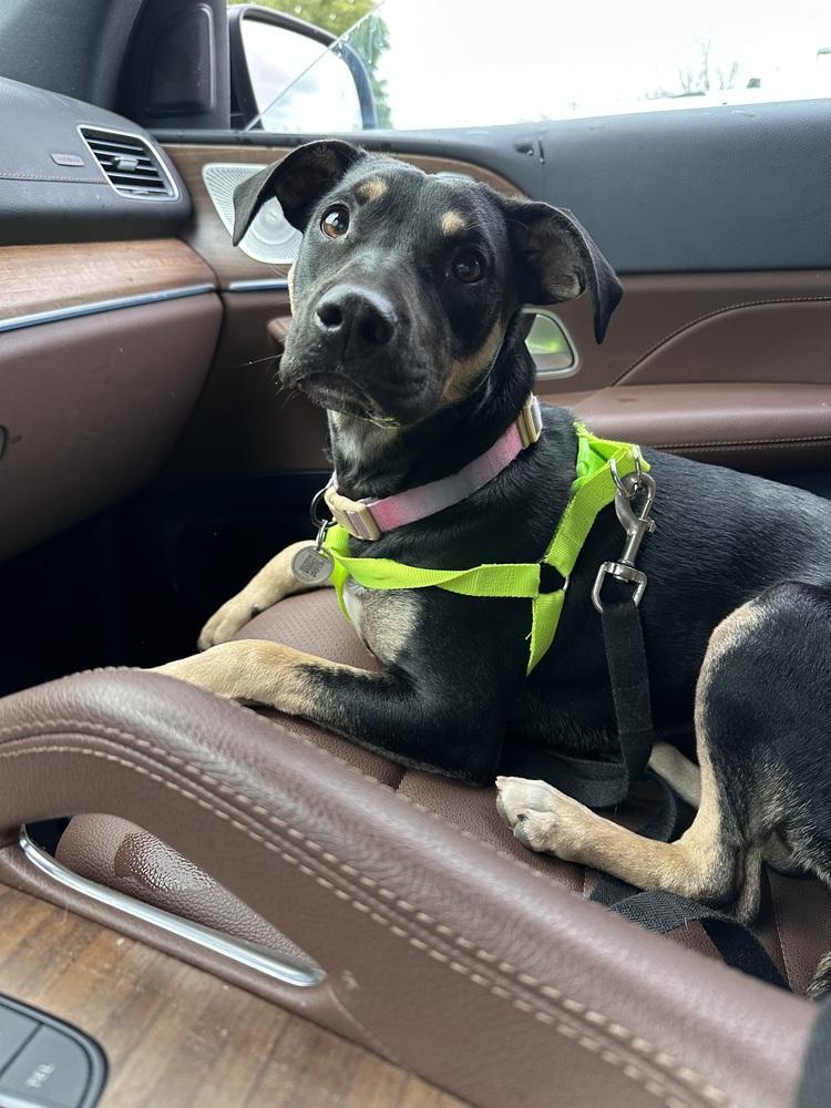 Amira Rose, Adoptable, Puppy Female Doberman Pinscher.