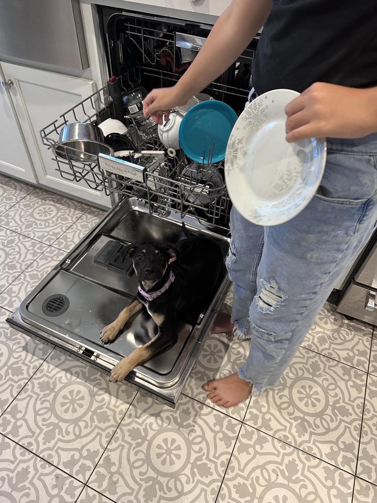 Enlarge Amira Rose, a Adoptable mixed breed in Pasadena, CA image 2/6