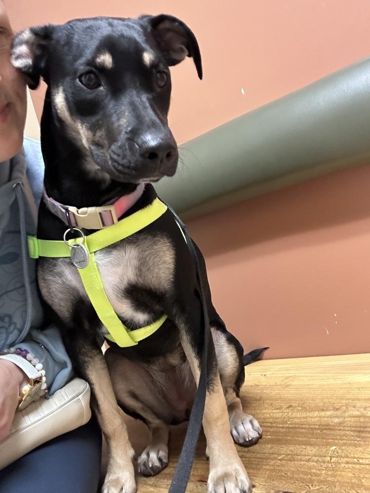 Enlarge Amira Rose, a Adoptable mixed breed in Pasadena, CA image 2/6