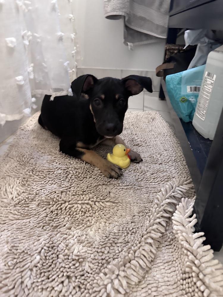 Enlarge Amira Rose, a Adoptable mixed breed in Pasadena, CA image 3/6