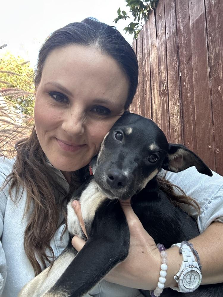 Enlarge Amira Rose, a Adoptable mixed breed in Pasadena, CA image 4/6