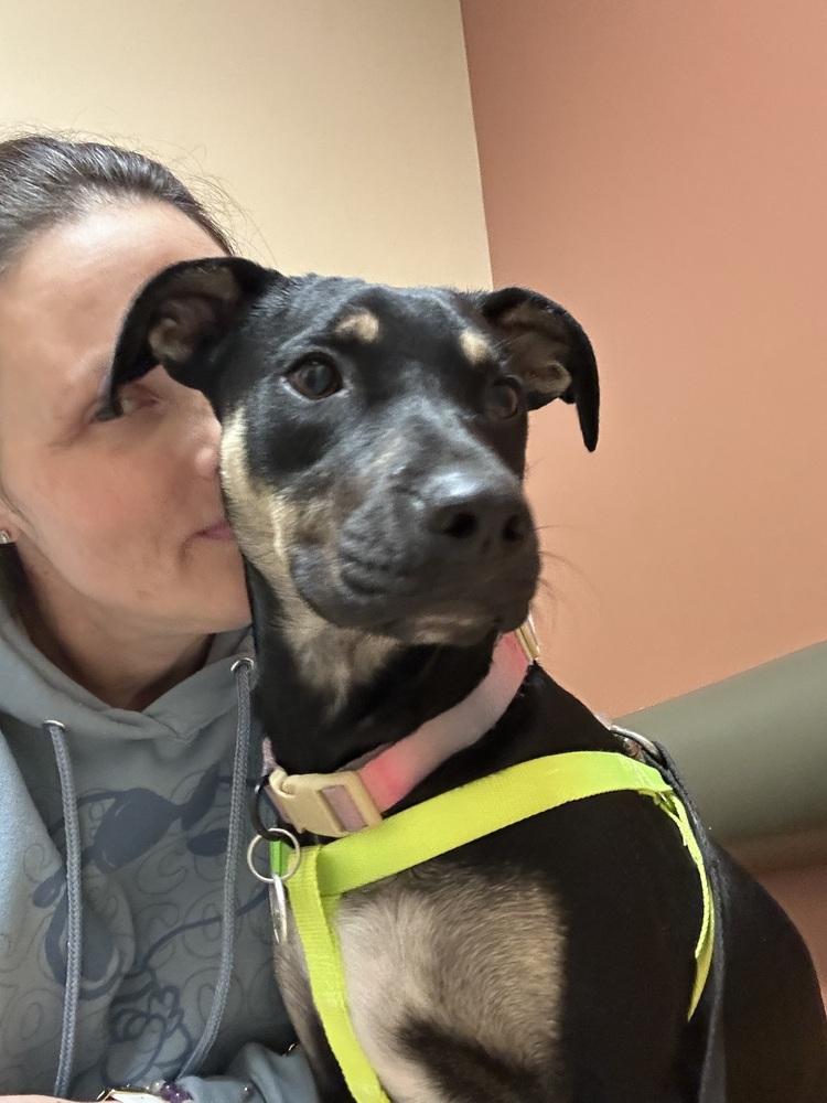 Enlarge Amira Rose, a Adoptable mixed breed in Pasadena, CA image 4/6