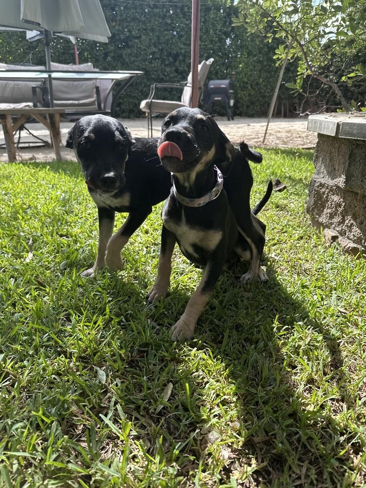 Enlarge Amira Rose, a Adoptable mixed breed in Pasadena, CA image 5/6