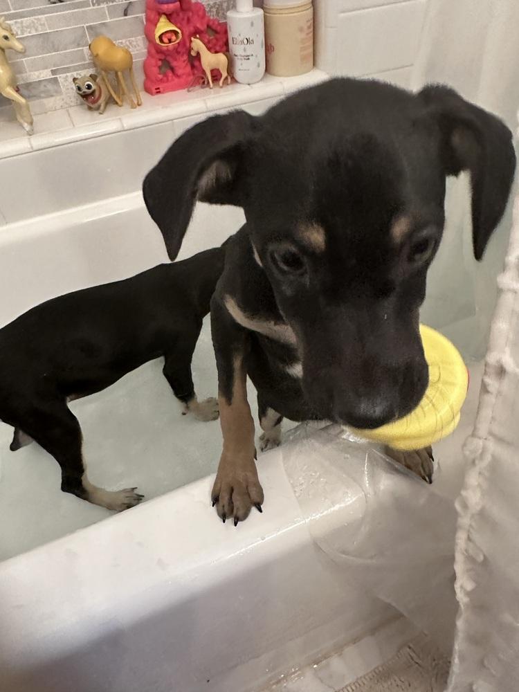 Enlarge Amira Rose, a Adoptable mixed breed in Pasadena, CA image 6/6