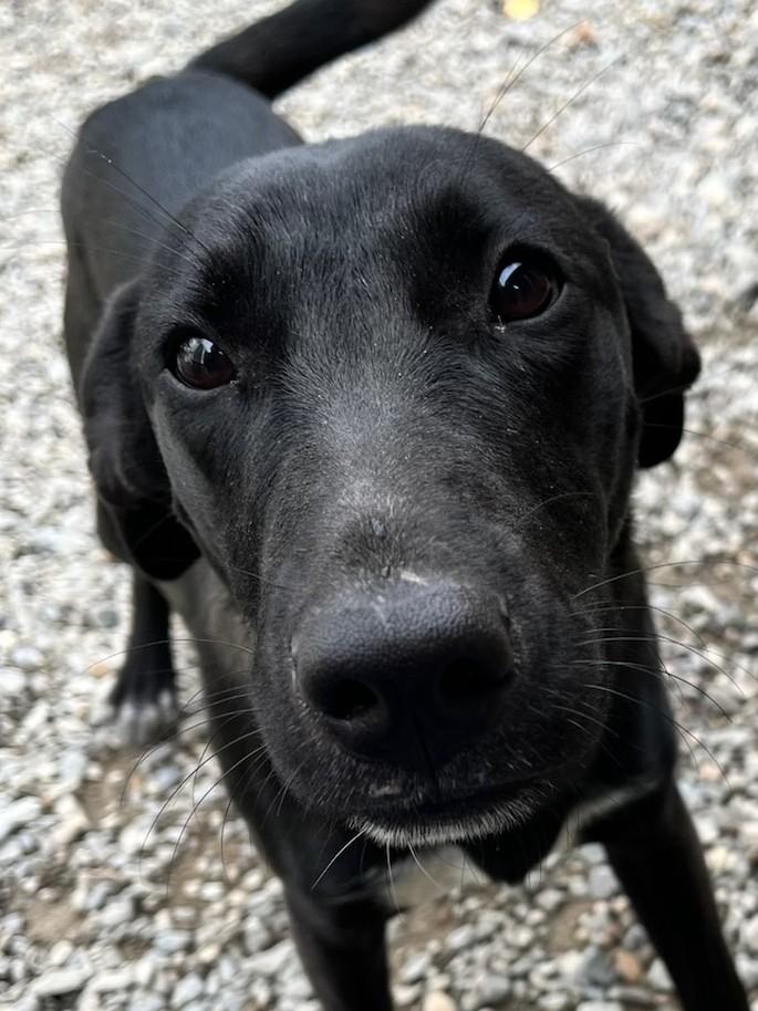 Gyppie, Adoptable, Young Female Mixed Breed.