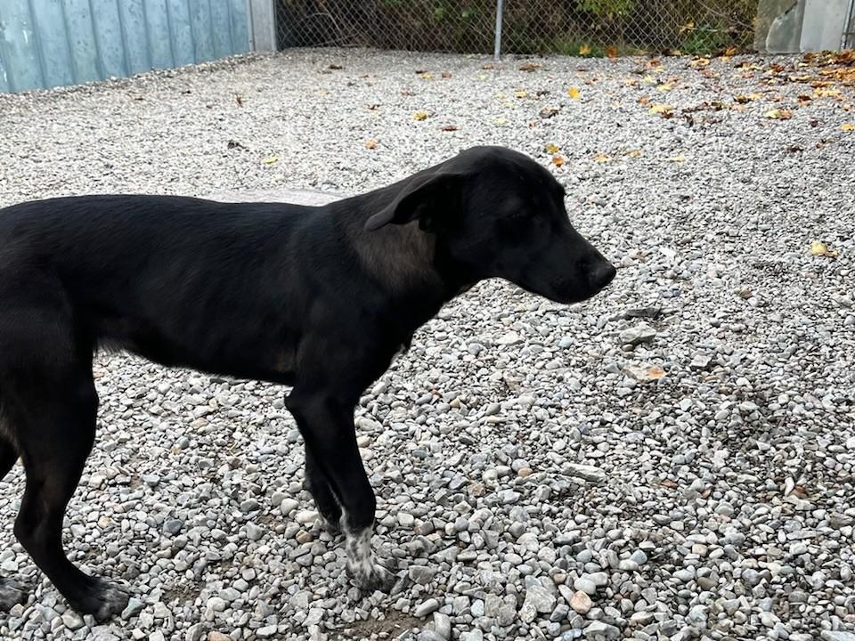 Enlarge Gyppie, a Adoptable Mixed Breed in Kellogg, ID image 2/2