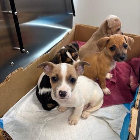 Hearts (The Deck Litter) — thumbnail 2