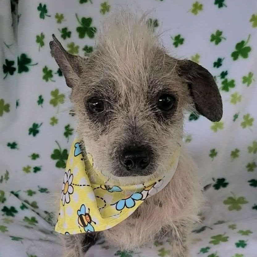 Brandenburg, ADOPTABLE, Adult Male Mixed Breed.