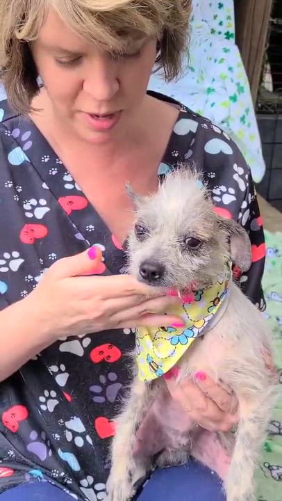 Enlarge Brandenburg, a ADOPTABLE Mixed Breed in Woolwich, ME video 2/2