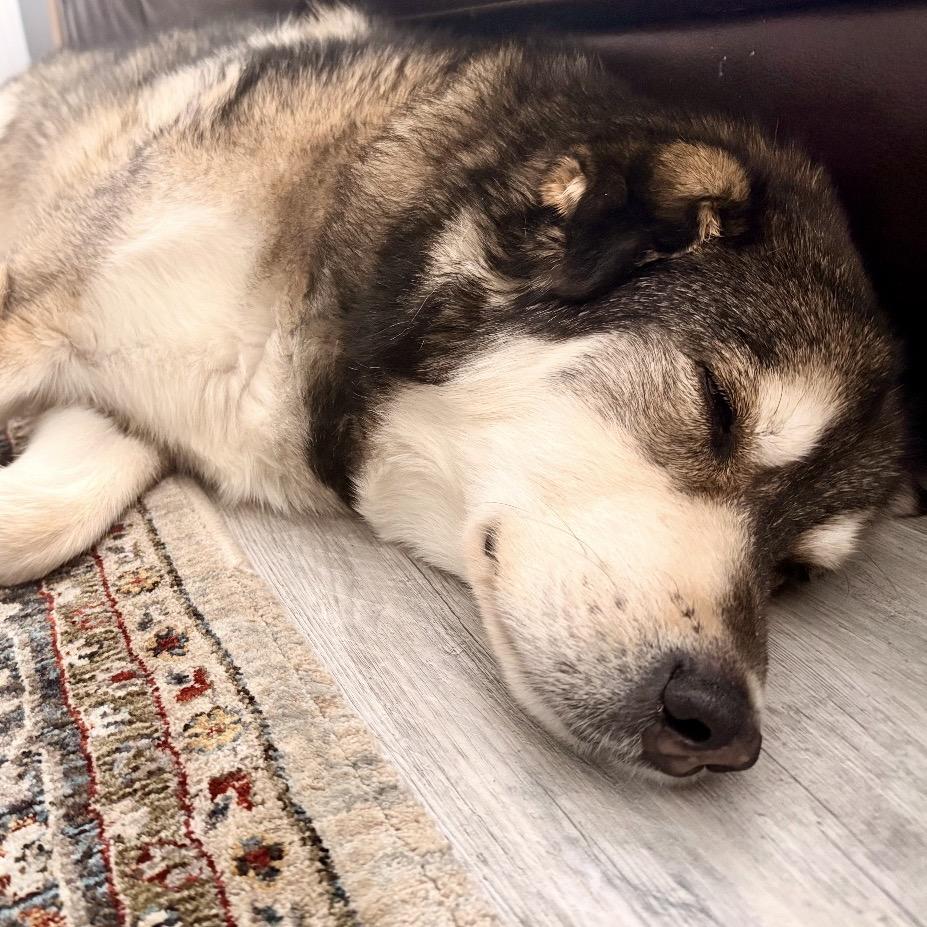 Huxley — thumbnail 4