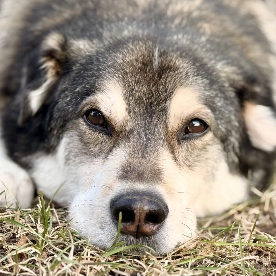 Huxley — thumbnail 5