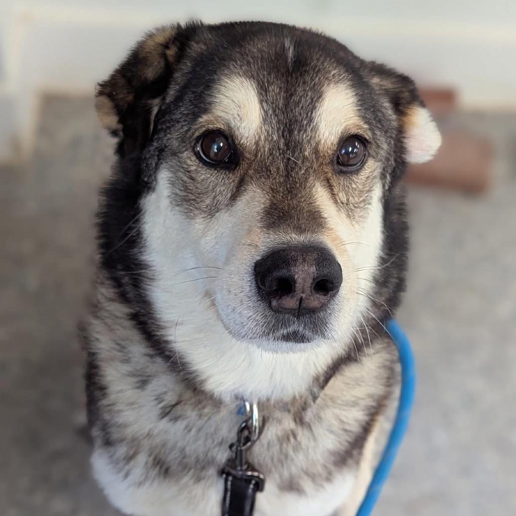 Huxley — thumbnail 6