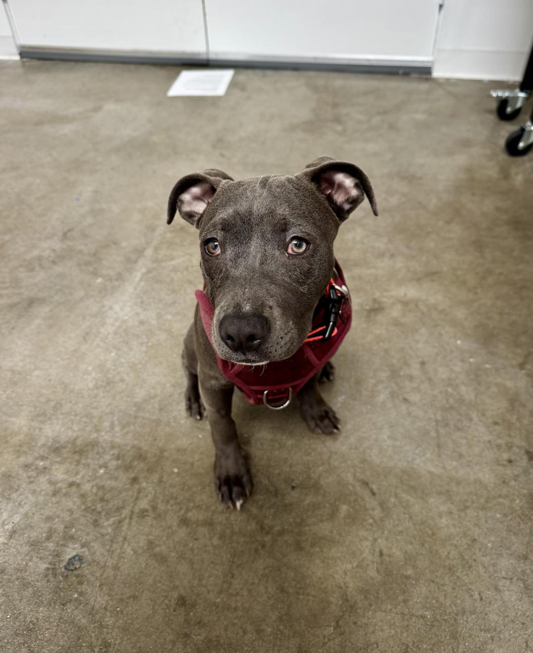 Chloe, an adopted mixed breed in Santa Monica, CA image 2/6