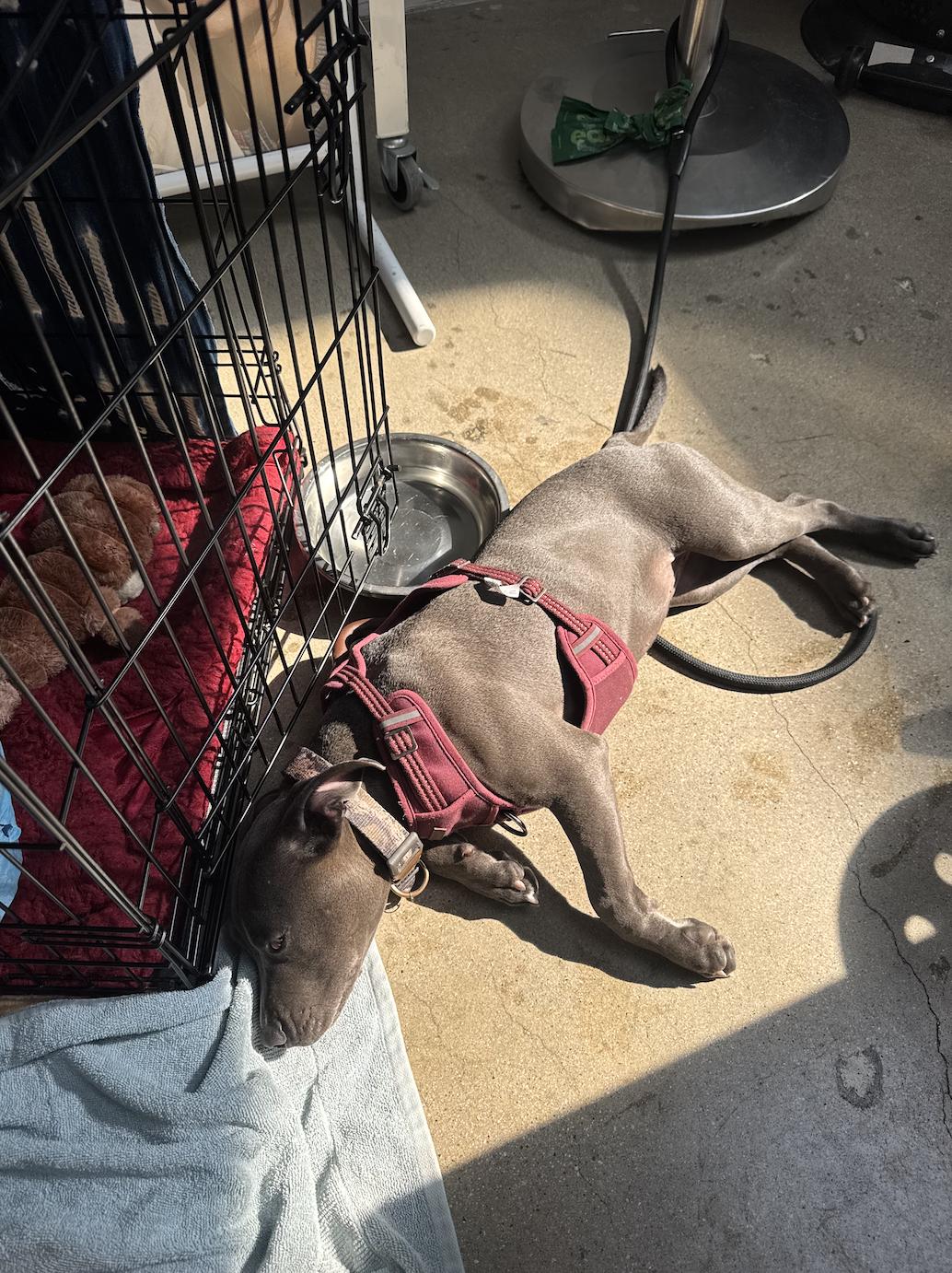 Chloe, an adopted mixed breed in Santa Monica, CA image 5/6