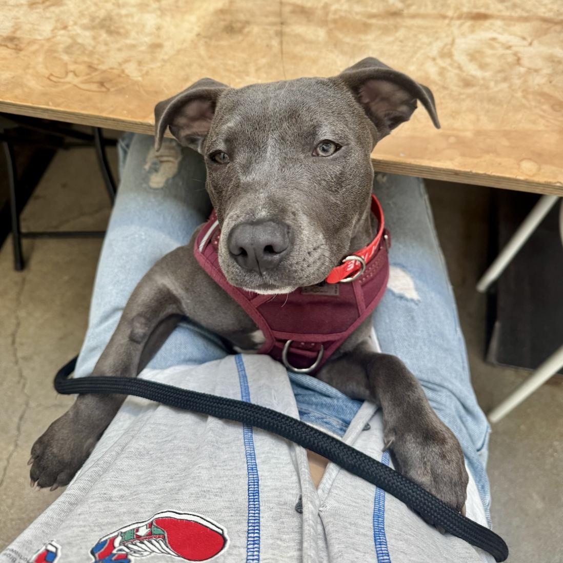 Chloe, an adopted mixed breed in Santa Monica, CA image 1/6