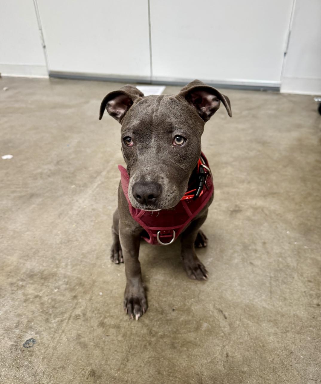 Chloe, an adopted mixed breed in Santa Monica, CA image 6/6