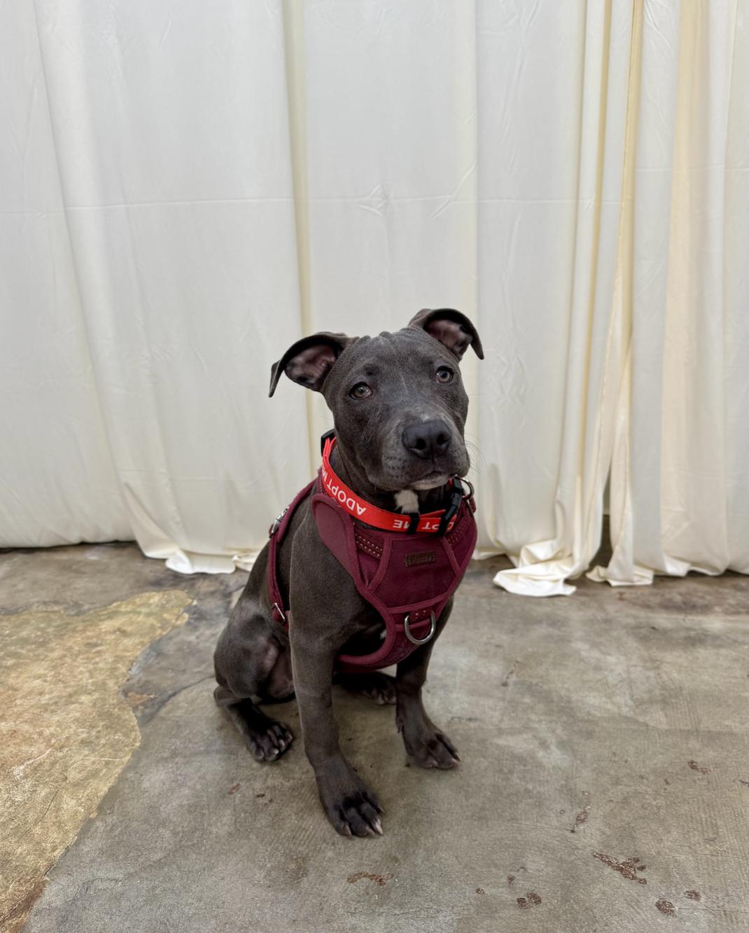 Chloe, an adopted mixed breed in Santa Monica, CA image 3/6