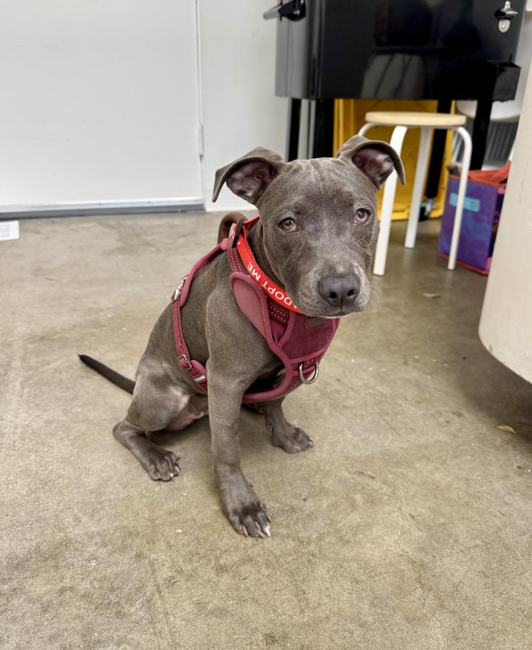 Chloe, an adopted mixed breed in Santa Monica, CA image 4/6