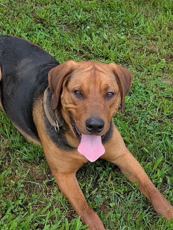 Levi, adoptable, Young Male Coonhound & Rottweiler.