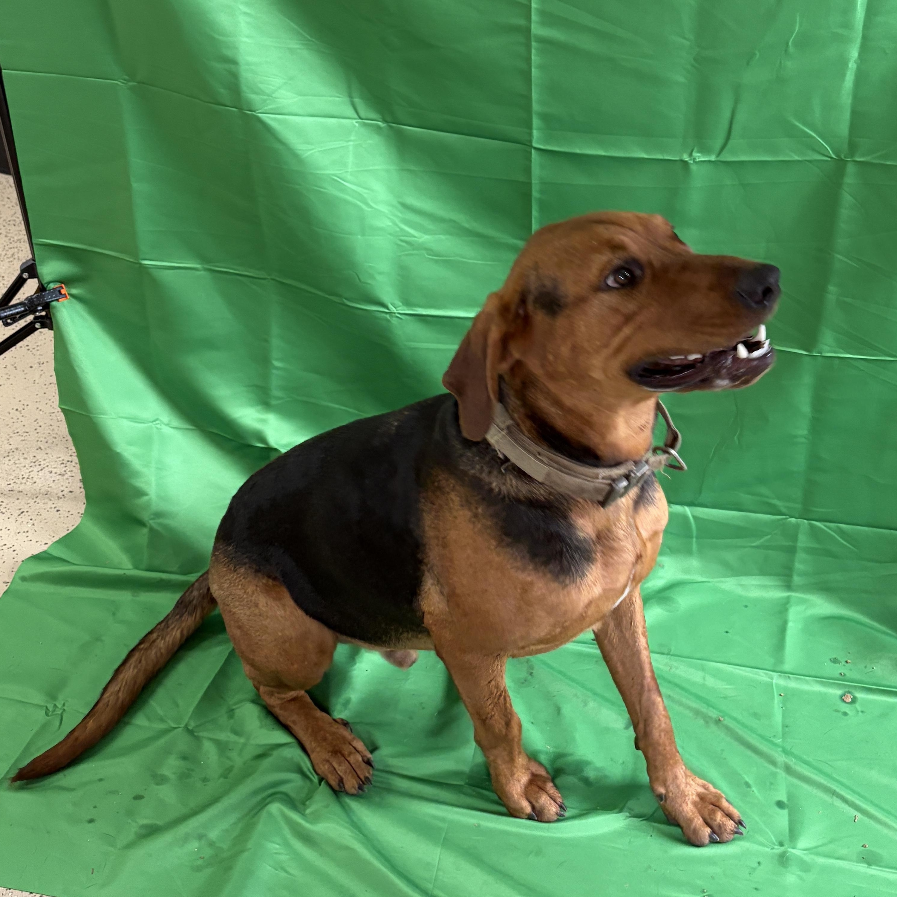 Enlarge Levi, a Adopted mixed breed in Carthage, IL image 2/6