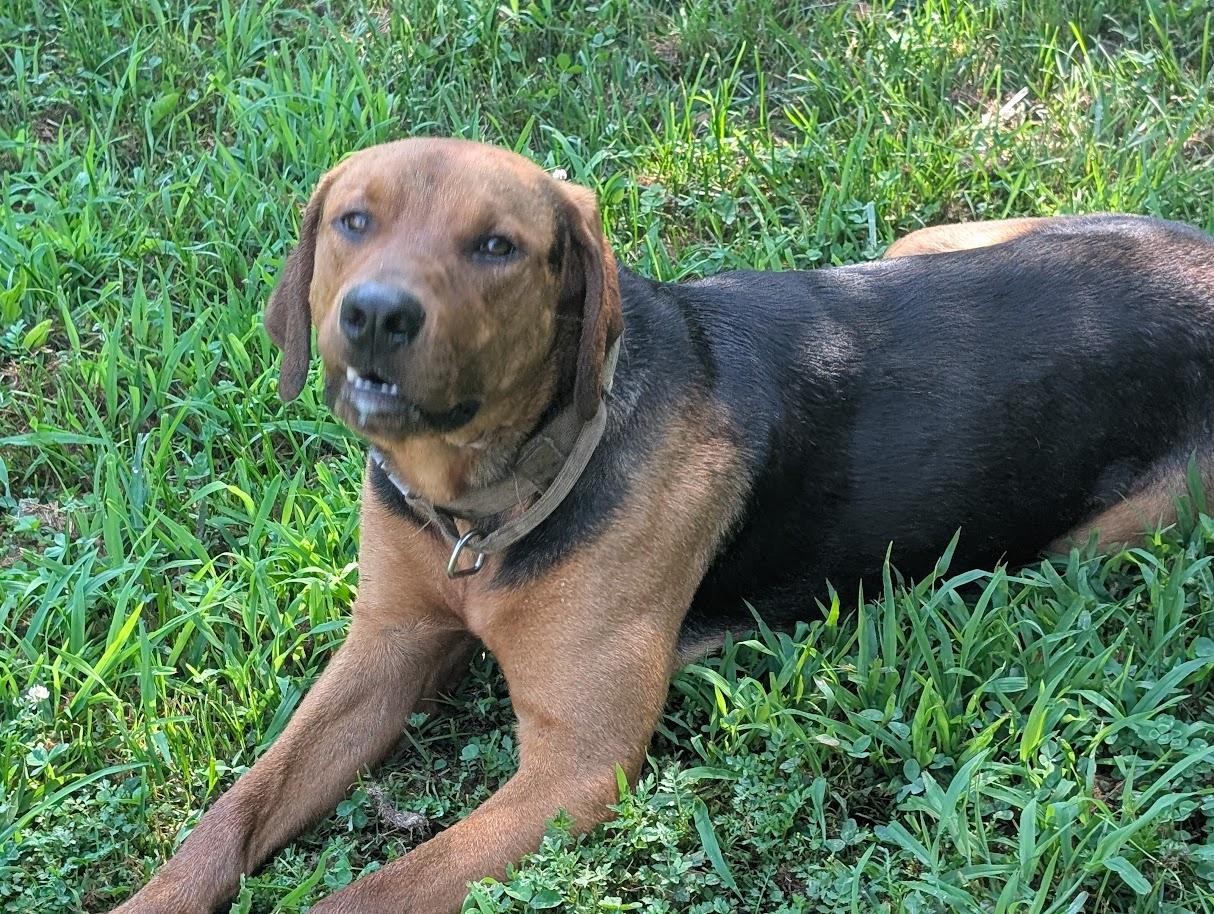 Levi, an adoptable mixed breed in Carthage, IL image 4/6