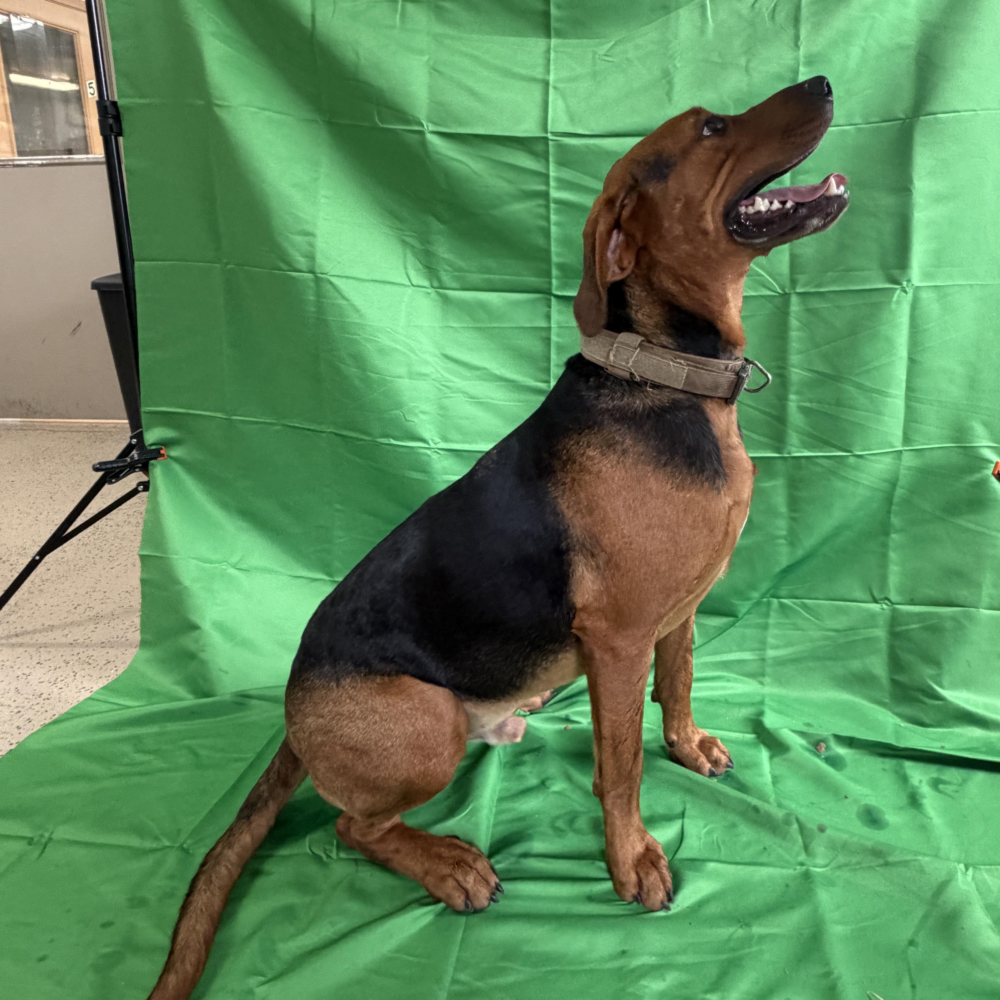 Enlarge Levi, a Adopted mixed breed in Carthage, IL image 1/6