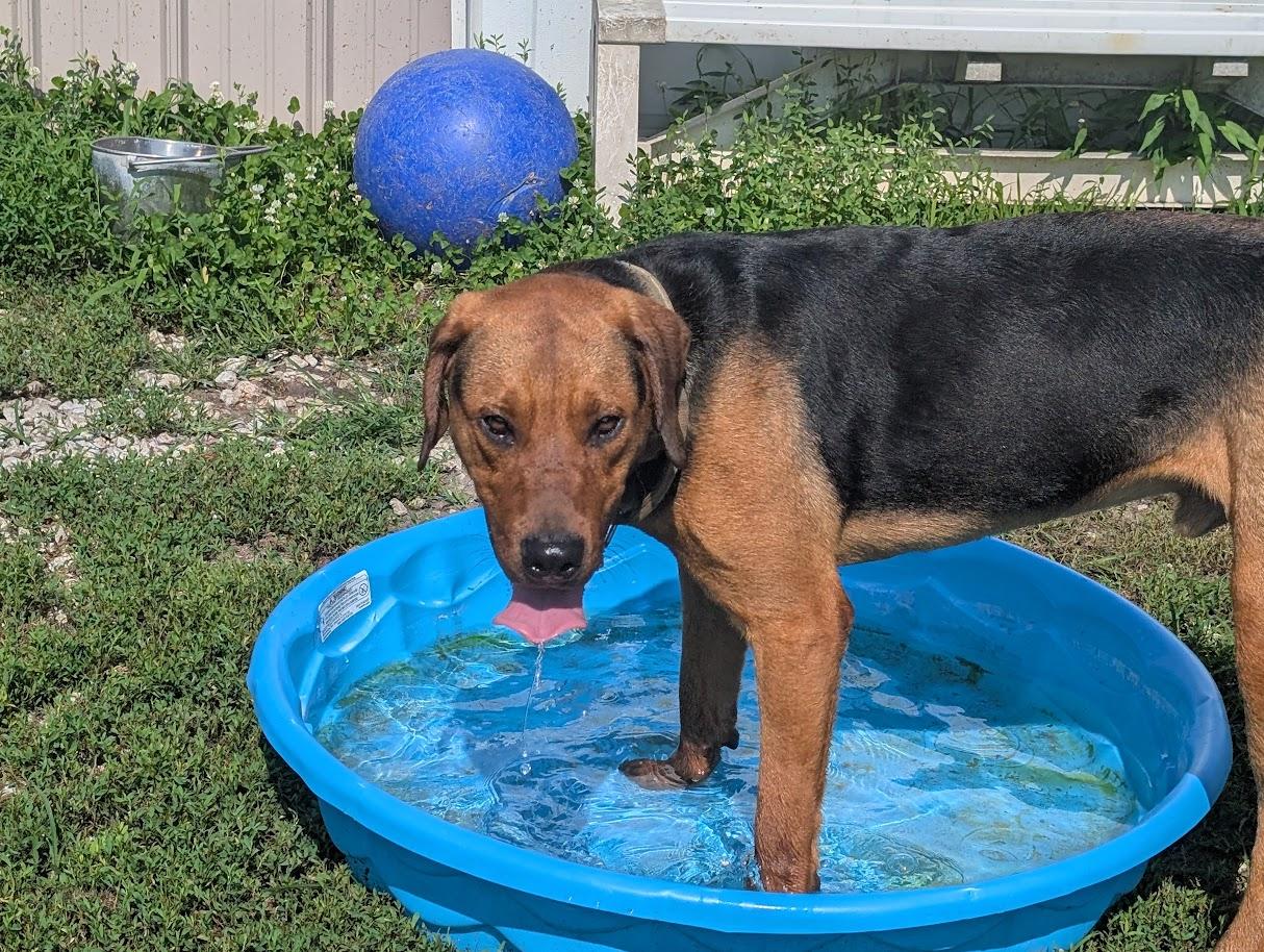 Levi, an adoptable mixed breed in Carthage, IL image 5/6