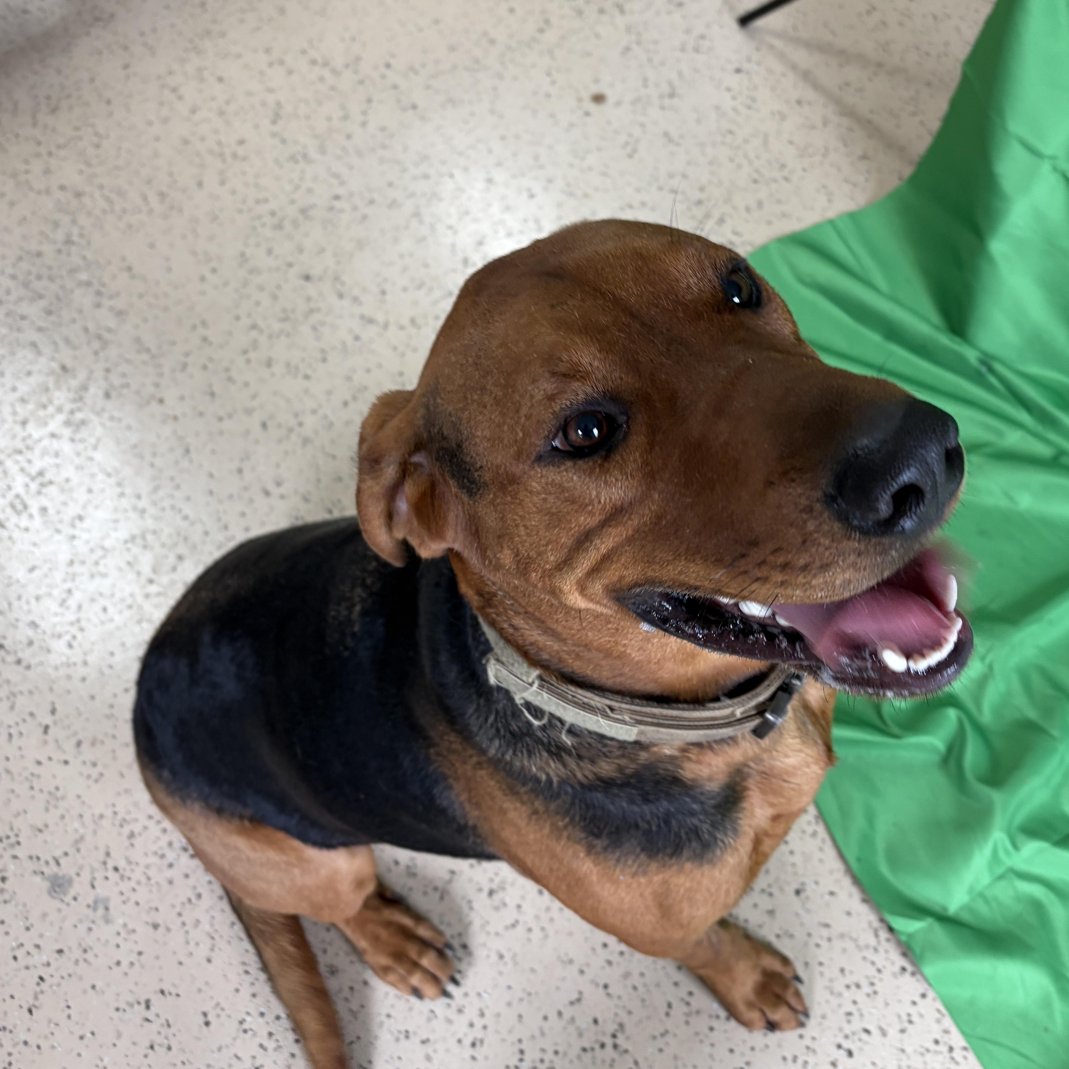 Enlarge Levi, a Adopted mixed breed in Carthage, IL image 5/6