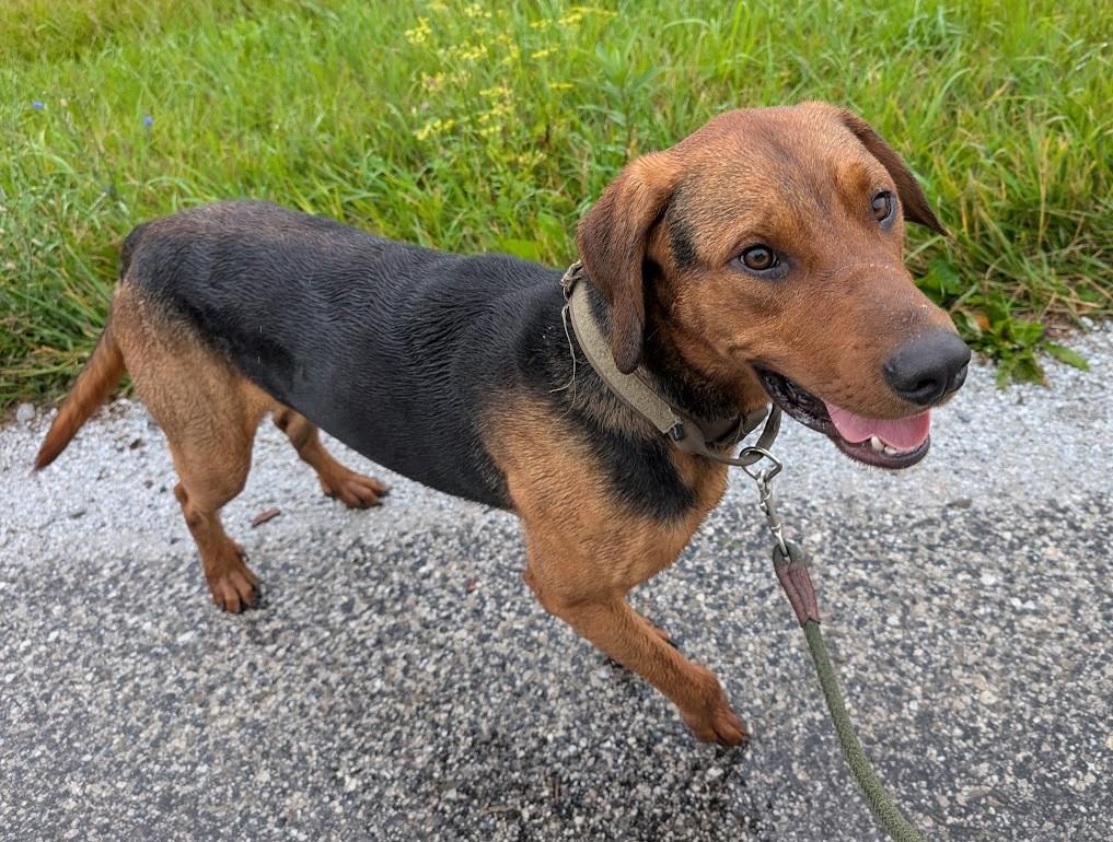 Levi, an adoptable mixed breed in Carthage, IL image 2/6