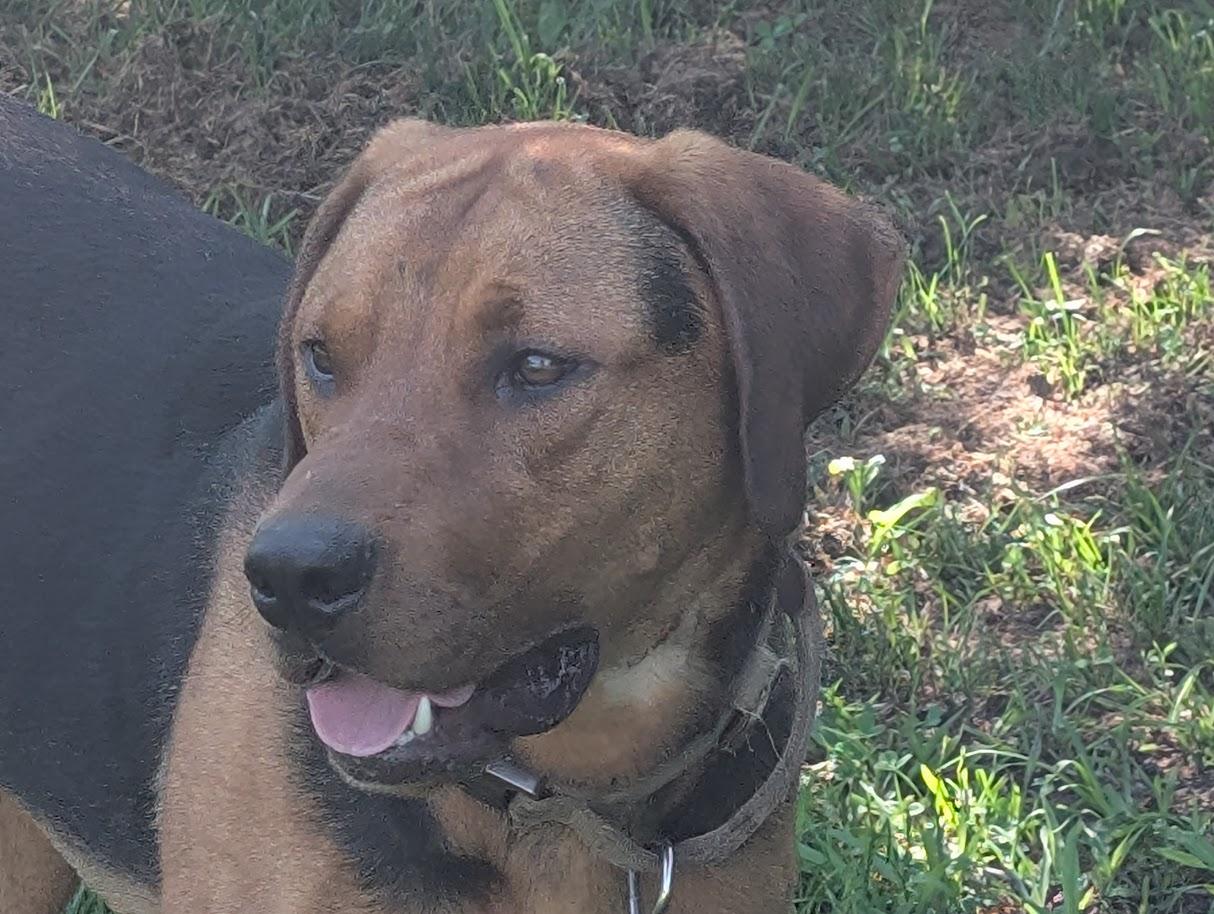 Levi, an adoptable mixed breed in Carthage, IL image 3/6