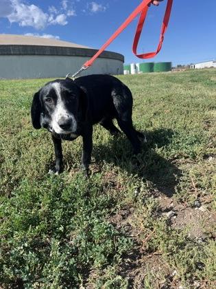 Dylan, a Adoptable mixed breed in McCook, NE image 2/3