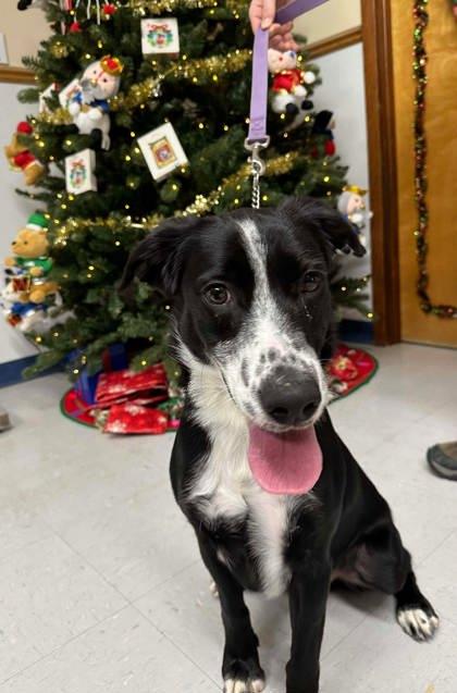 Enlarge Dylan, a Adoptable mixed breed in McCook, NE image 3/3