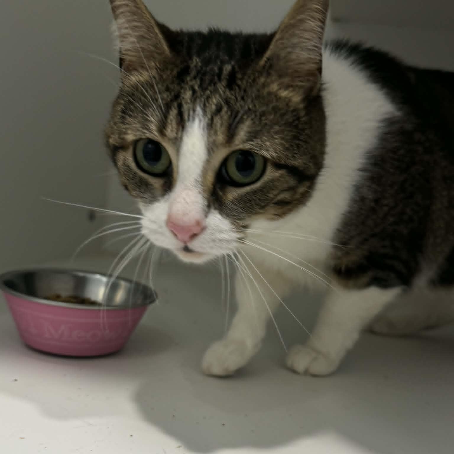 Estrella & Peluchin, adopted, Young Female American Shorthair.