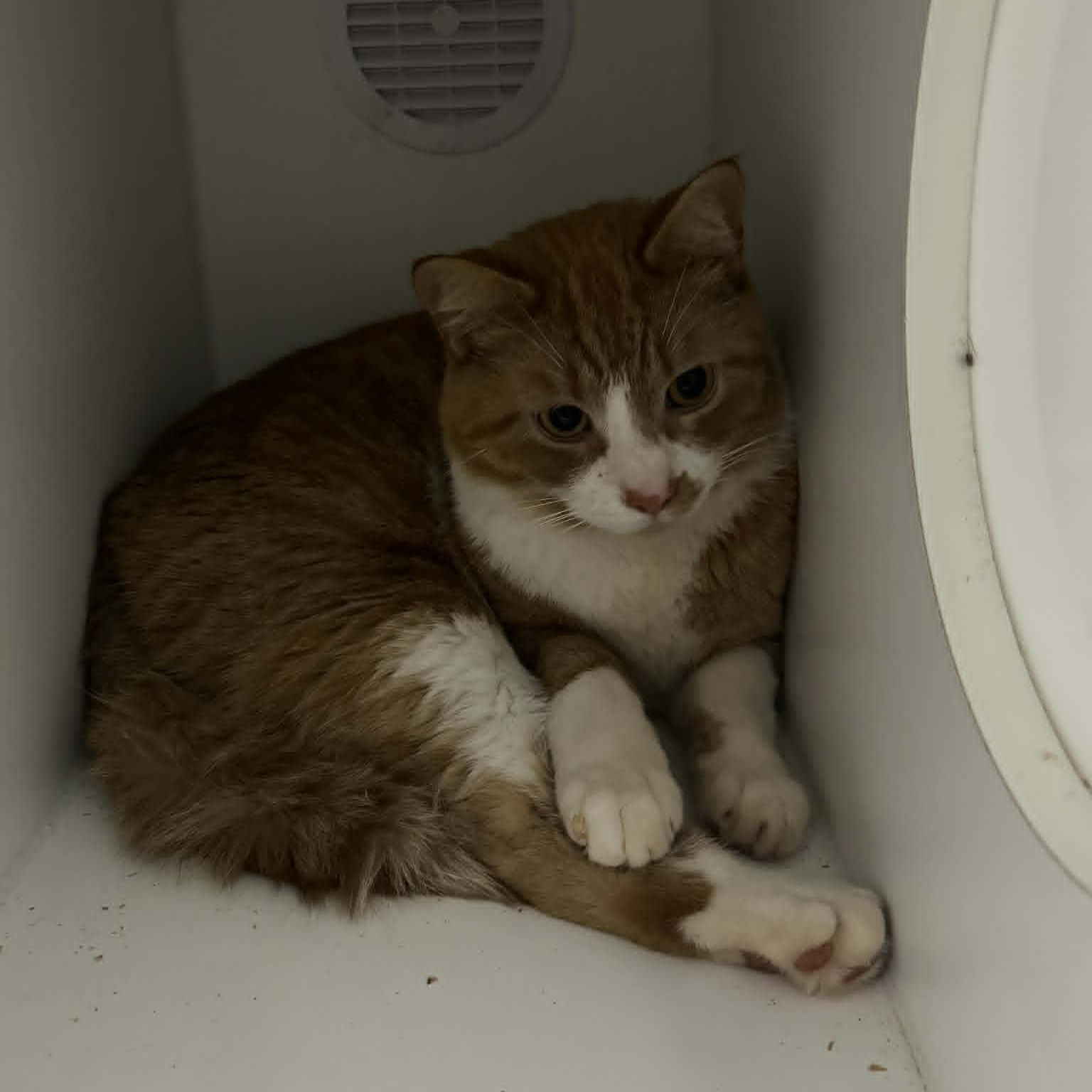 Enlarge Estrella & Peluchin, an adopted mixed breed in Danbury, CT image 4/4