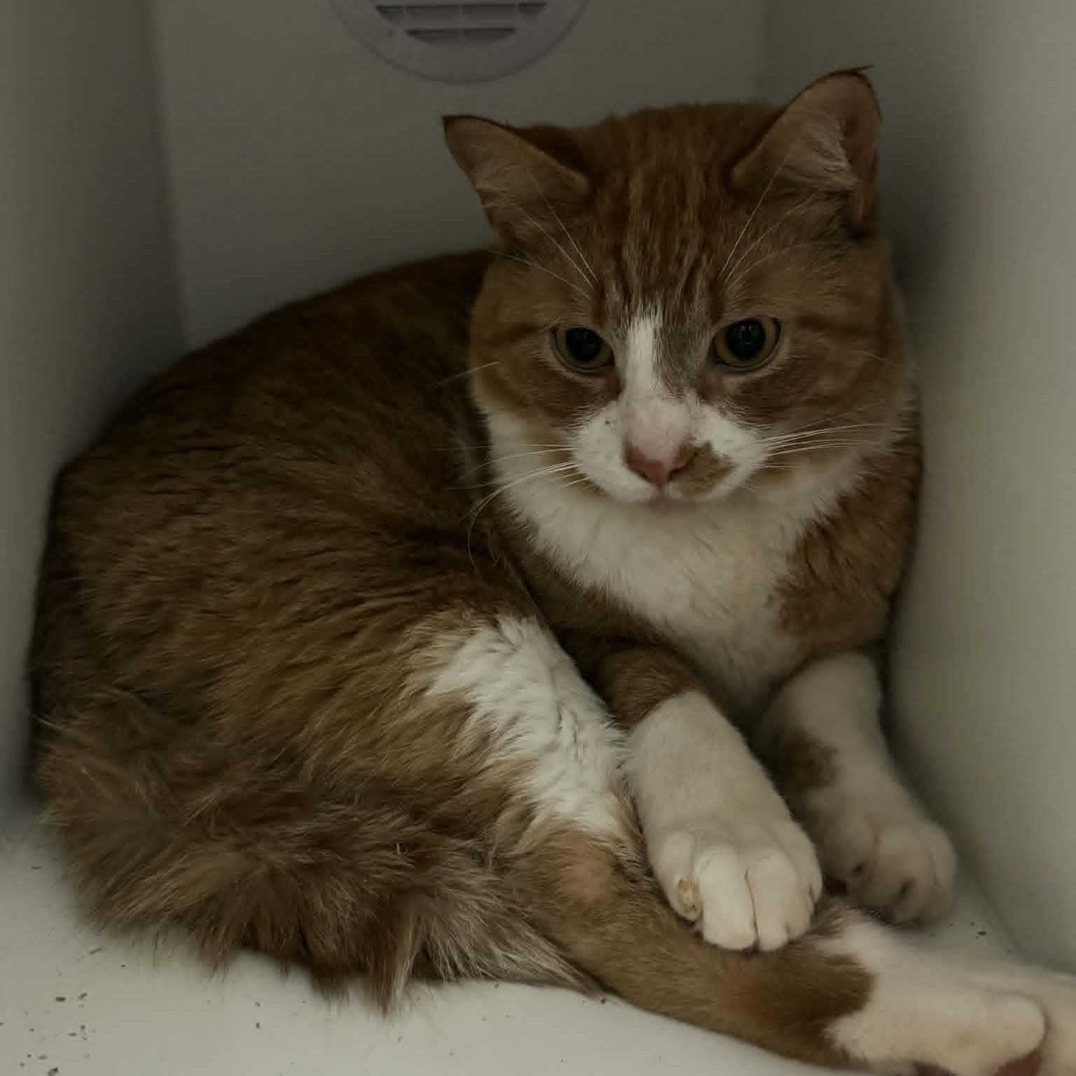 Enlarge Estrella & Peluchin, an adopted mixed breed in Danbury, CT image 2/4