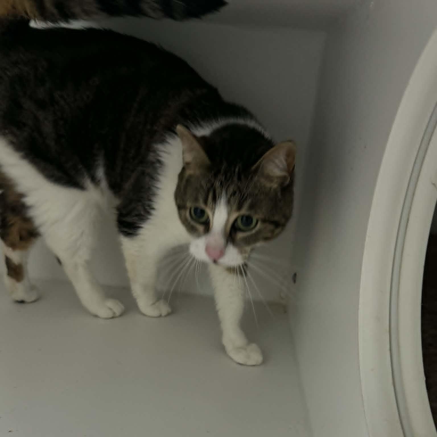 Enlarge Estrella & Peluchin, an adopted mixed breed in Danbury, CT image 3/4