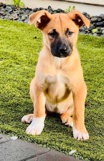 Enlarge Evie, a Adoptable mixed breed in San Diego, CA image 1/3