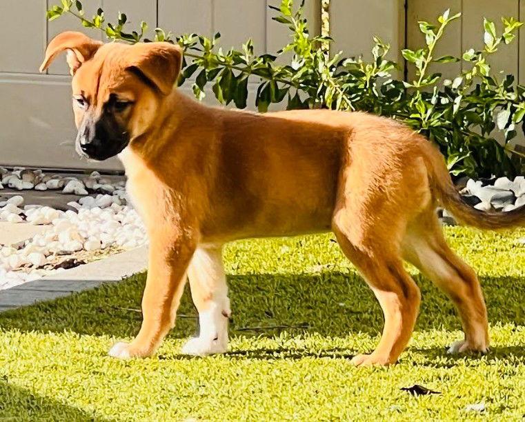 Enlarge Evie, a Adoptable mixed breed in San Diego, CA image 3/3