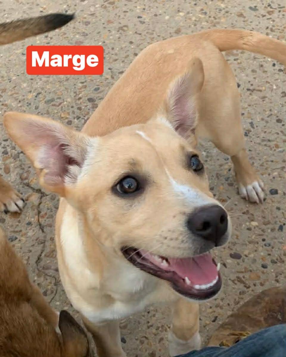 Enlarge Marge, a ADOPTABLE mixed breed in Billerica, MA image 2/3