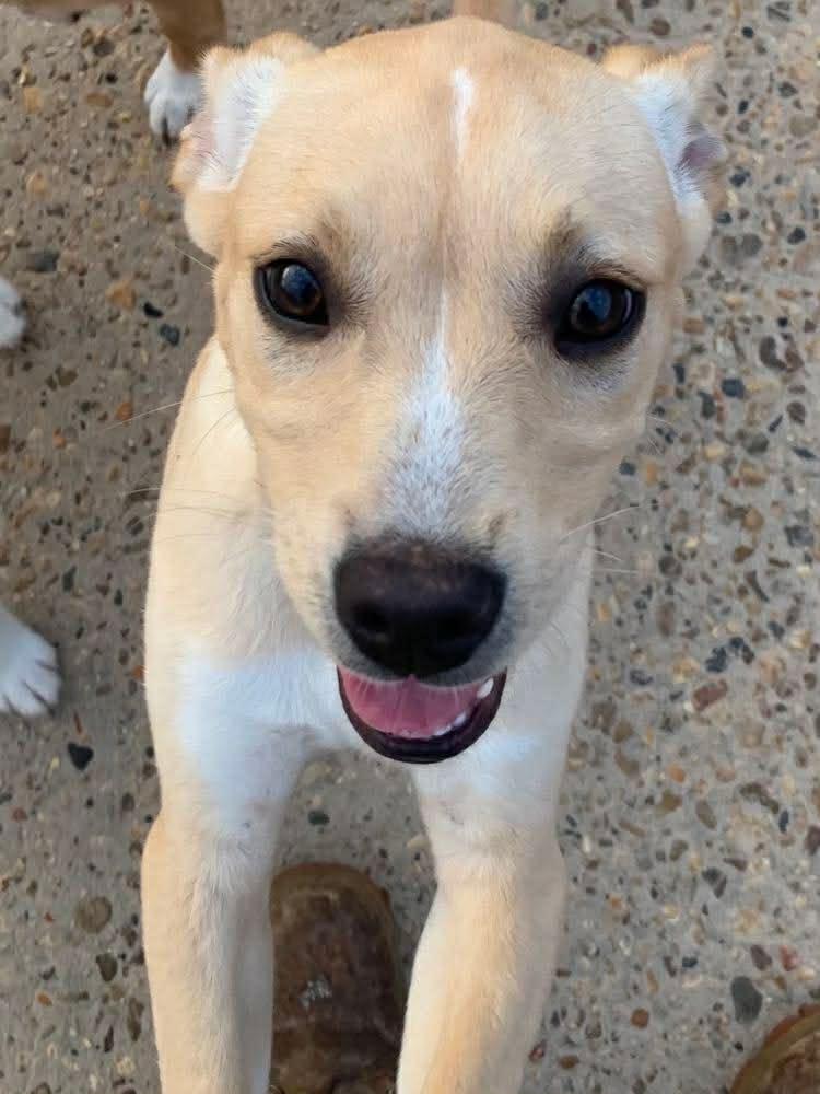 Enlarge Marge, a ADOPTABLE mixed breed in Billerica, MA image 3/3