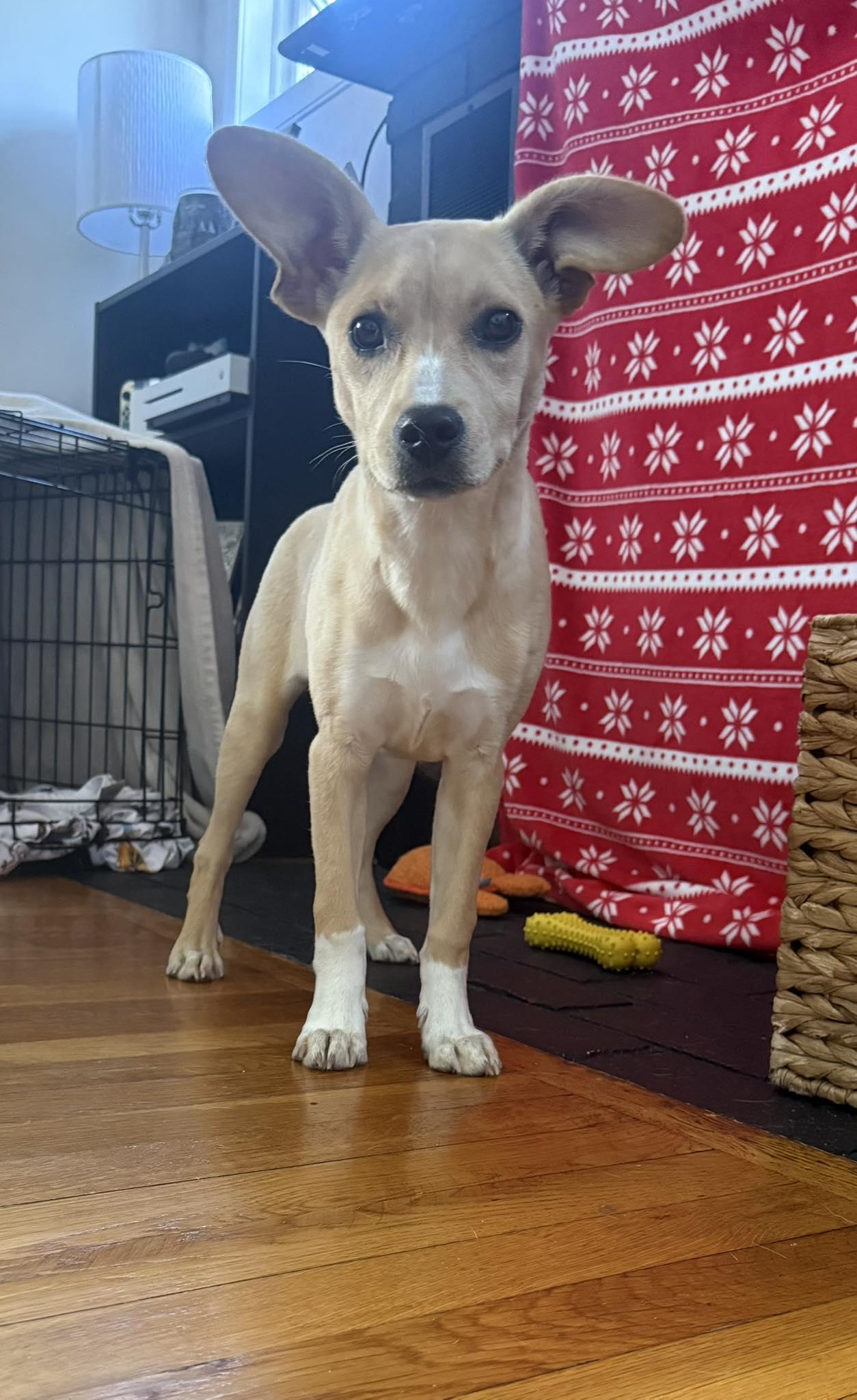 Marge, ADOPTABLE, Puppy Female Shepherd.