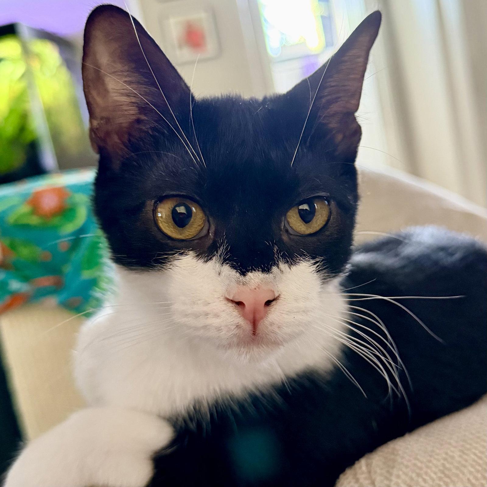 Enlarge Simon, a Adoptable Domestic Short Hair in Flushing, NY image 2/3