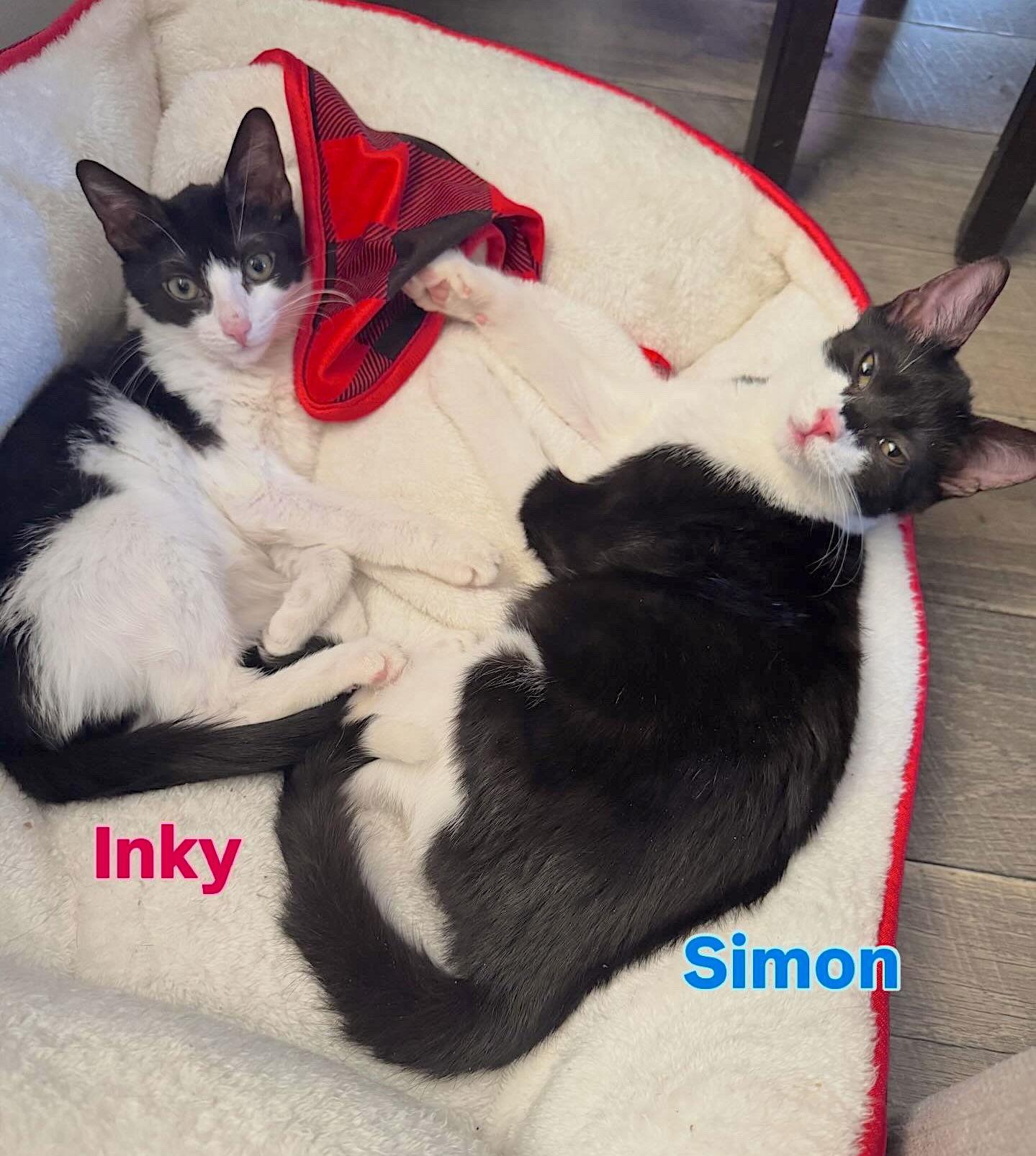 Simon — thumbnail 3