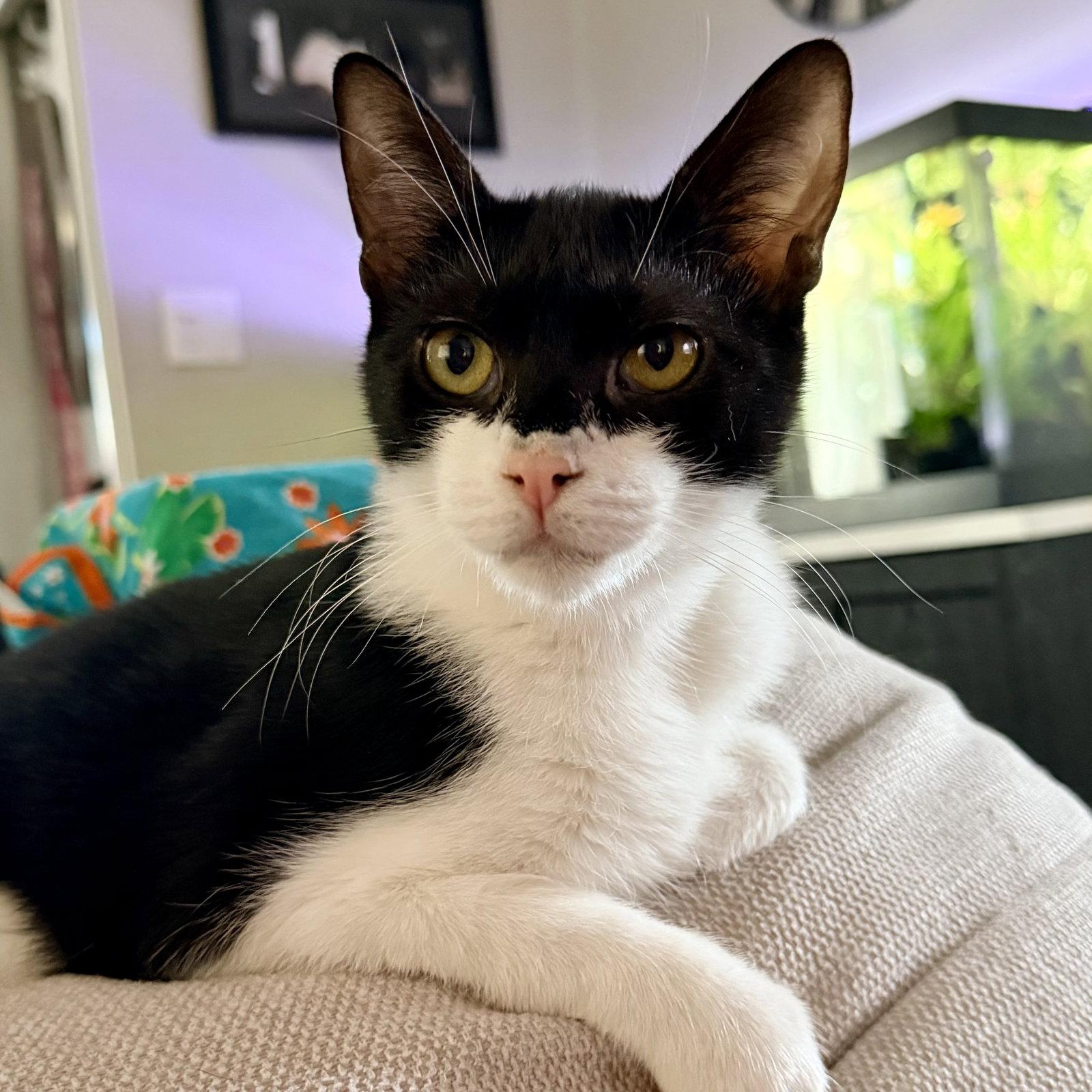 Enlarge Simon, a Adoptable Domestic Short Hair in Flushing, NY image 3/3
