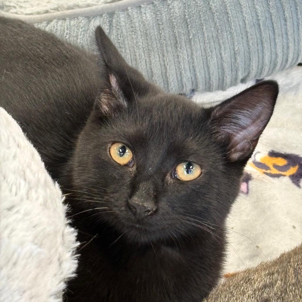 Johnny Cash, Adoptable, Kitten Male Domestic Short Hair.