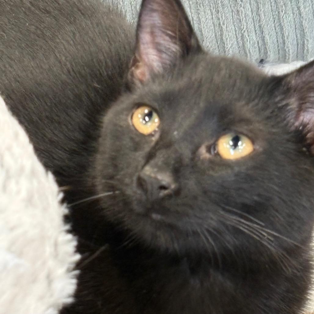 Enlarge Johnny Cash, a Adoptable Domestic Short Hair in ATOKA, TN image 2/5