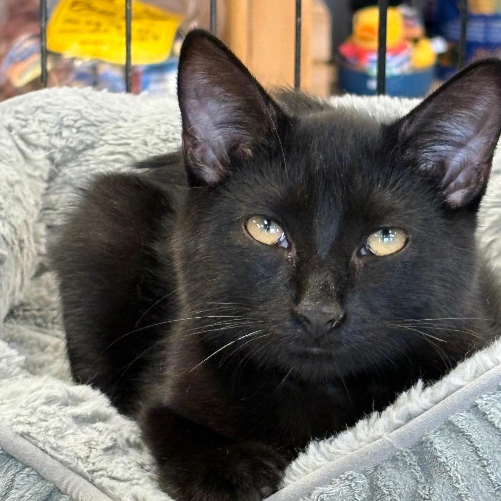 Enlarge Johnny Cash, a Adoptable Domestic Short Hair in ATOKA, TN image 3/5