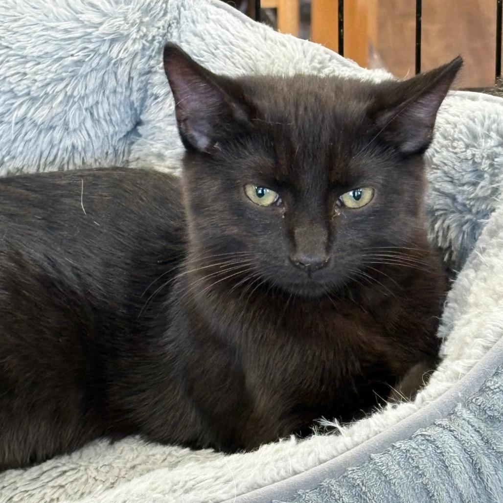 Enlarge Johnny Cash, a Adoptable Domestic Short Hair in ATOKA, TN image 4/5