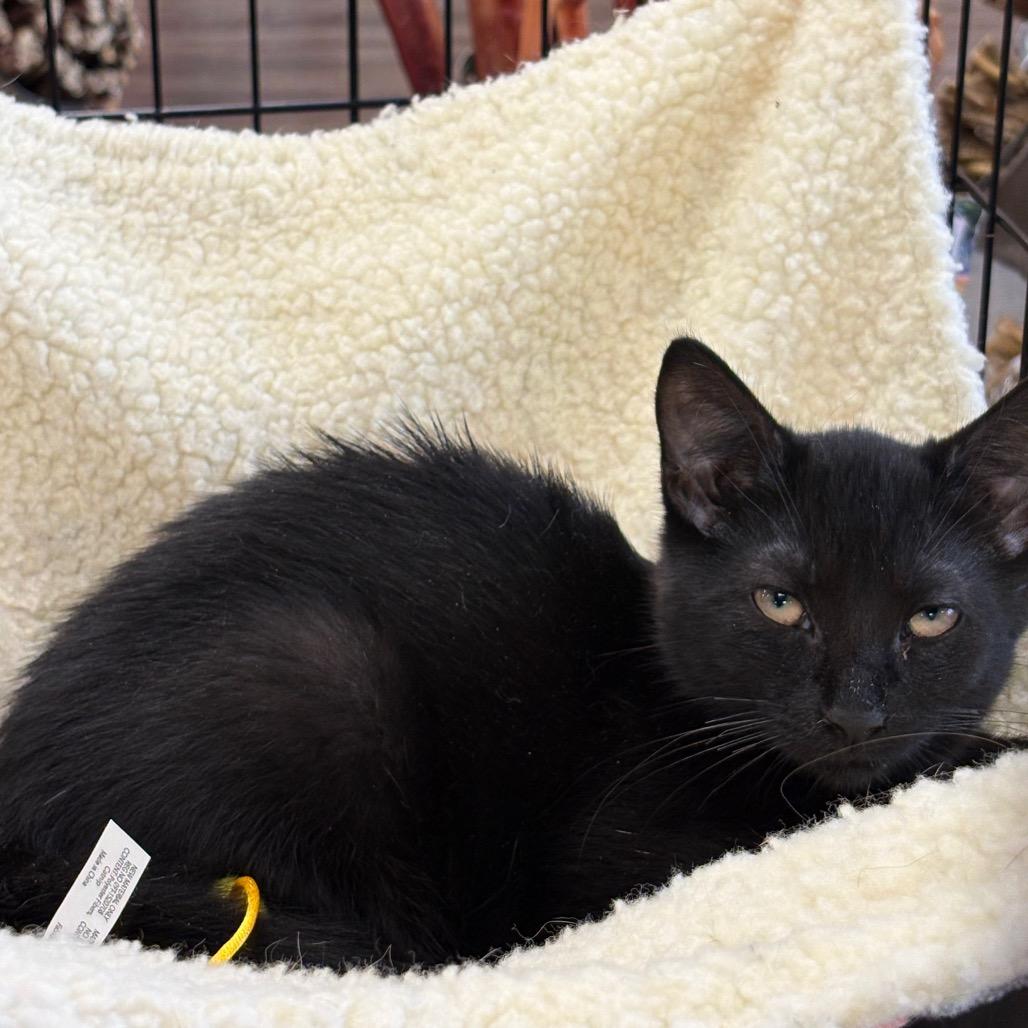 Enlarge Johnny Cash, a Adoptable Domestic Short Hair in ATOKA, TN image 5/5